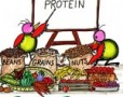  Manfaat Dari Protein Untuk Tubuh