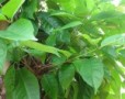 Manfaat Daun Salam Selain Sebagai Bumbu Dapur