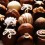 Cokelat
