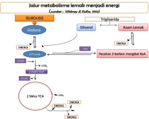 Apakah Benar Keringat Menentukan Jumlah Lemak Yang Di Bakar metabolisme lemak menghasilkan energi 300x239 Apakah Benar Keringat Menentukan Jumlah Lemak Yang Di Bakar