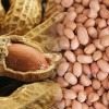 kacang tanah